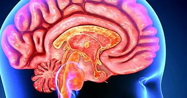 मस्तिष्क के 5 श्रवण क्षेत्र - न्यूरोसाइंसेस