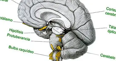 Selkäydin: anatominen rakenne ja toiminnot - neurotieteiden