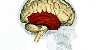 neurosciences