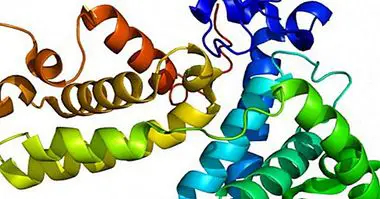 A 20 fajta fehérje és funkciója a szervezetben - táplálás