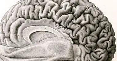 12 penyakit otak yang paling penting - psikologi klinis