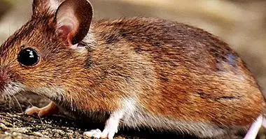 Мусофобия: крайний страх перед мышами и грызунами в целом - клиническая психология