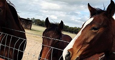 Терапия с лошадьми: альтернативный терапевтический ресурс - клиническая психология