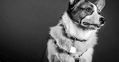 Hunde, die gegen nichts bellen: ein sechster Sinn? - Psychologie
