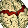 cognição e inteligência: O que são falsas memórias e por que as sofremos?