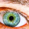 Pessoas com pupilas grandes tendem a ser mais espertas - cognição e inteligência