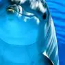 pažinimas ir žvalgyba: 12 smalsių delfinų intelekto
