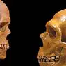tunnetus ja intelligentsus: Kas meie liigid on intelligentsemad kui Neanderthalid?
