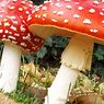 Halucinogenní houby: to jsou jejich účinky na naši mysl - drog a závislostí