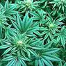 narkotyki i uzależnienia: Marihuana: nauka ujawnia długofalowy wpływ na mózg