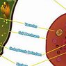 medicina e saúde: As 4 diferenças entre o animal e a célula vegetal