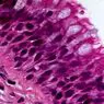 Epithelium: types and functions of this type of biological tissue - Medicine and health