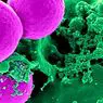 3 типи бактерій (характеристики та морфологія) - медицина та здоров'я
