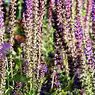Salvia: 11 ιδιότητες και οφέλη αυτού του φυτού - την ιατρική και την υγεία