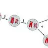 De 8 faser av meiose og hvordan prosessen utvikler seg - medisin og helse