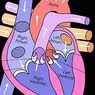 Medicine and health: The 13 parts of the human heart (and its functions)