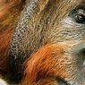 miscelânea: Os 20 animais mais ameaçados do mundo
