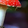 miscellany: The 11 types of mushrooms (and their characteristics)