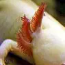 разно: Ајолоте: мексичка животиња која регенерише свој мозак