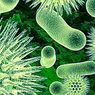 Miscellany: De 5 typer af vira, og hvordan de virker
