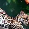 16 животни в риск от изчезване в Мексико - смесица