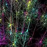 neurociências: As células do lugar, algo como o nosso cérebro GPS