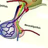 neurovidenskab: Adenohypophysis: hvad det er, funktioner og hormoner, der udskiller