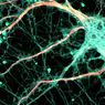 neurosciences: Synaptogenesis: bagaimana sambungan dibuat antara neuron?