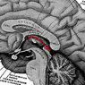 Epitalaam: selle aju struktuuri osad ja funktsioonid - neuroteadused