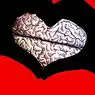 Neurobiologija ljubezni: teorija 3 cerebralnih sistemov - nevroznanosti