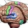 Smegenų gleivinės žievė: dalys, vieta ir funkcijos - neurologijos