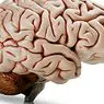neurovedy: Rolandova Cisura: charakteristiky a oblasti, ktoré ju obklopujú