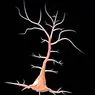 neurologijos: Pyramidiniai neuronai: funkcijos ir vieta smegenyse