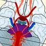 neurologijos: Autonominė nervų sistema: struktūros ir funkcijos