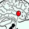 neuroznanosti: Cerebralna amigdala: struktura i funkcije