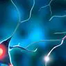 Jenis neuron: ciri dan fungsi - neurosciences