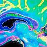 νευροεπιστήμες: Ντοπαμίνη: 7 βασικές λειτουργίες αυτού του νευροδιαβιβαστή