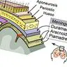 neurosciences: Piamadre (otak): struktur dan fungsi lapisan meninges ini