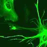 neurologijos: Astrocytes: kokias funkcijas atlieka šie glių ląstelės?