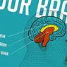 neurovetenskap: Modellen av de 3 hjärnorna: reptilian, limbic och neocortex