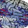 neurosciences: The default neural network (RND) what happens in our brain when we dream awake?