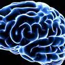 מדעי המוח: גלוטמט (נוירוטרנסמיטר): הגדרה ופונקציות