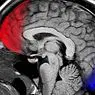 khoa học thần kinh: Mạng xã hội thay đổi bộ não của chúng ta như thế nào