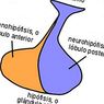 Neurohypofýza: struktura, funkce a související nemoci - neurovědy