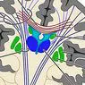 Putamen: estrutura, funções e distúrbios relacionados - neurociências