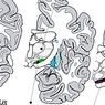 neuroteadused: Subtlalamus: osad, funktsioonid ja nendega seotud häired