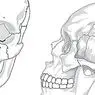 idegtudományok: A fej csontjai (koponya): hányan vannak és mit hívnak?
