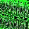 Radiální glia: co to je a jaké funkce má v mozku? - neurovědy