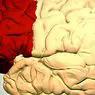 neurosciences: Cortex préfrontal: fonctions et troubles associés
