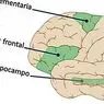 Дополнительная двигательная зона (мозг): части и функции - неврология
